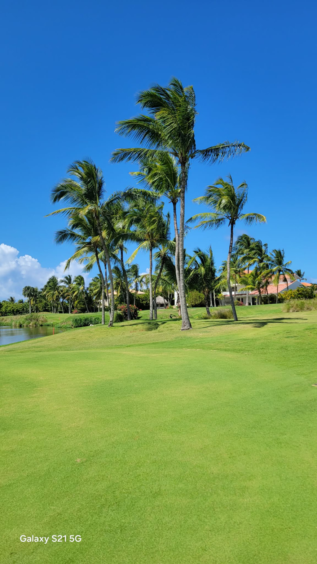 Tall windswept palms on a lush green golf fairway under blue sky